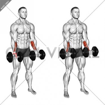 Dumbbell Standing Wrist Curl