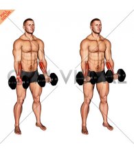 Dumbbell Standing Wrist Curl