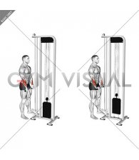 Cable Standing Wrist Reverse Curl