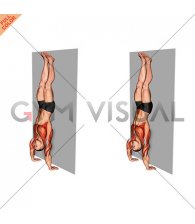 Handstand Hold on Wall (male)