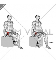 Band Seated Hip Internal Rotation