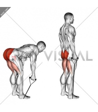 Band straight back stiff leg deadlift