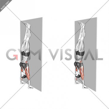 Handstand Hold on Wall (female)