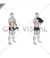 Weighted Plate Standing Biceps Curl (male)