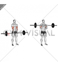 Barbell Standing Close Grip Curl