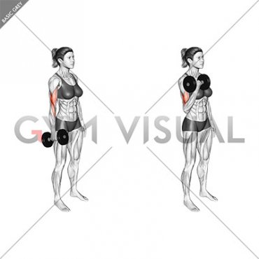 Dumbbell Standing Single Arm Biceps Curl (female)