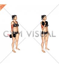 Dumbbell Standing Single Arm Biceps Curl (female)