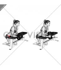 Dumbbell Over the Bench Supination