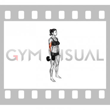 Dumbbell Standing Single Arm Biceps Curl (female)