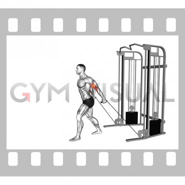 Cable Neutral Grip Biceps Curl