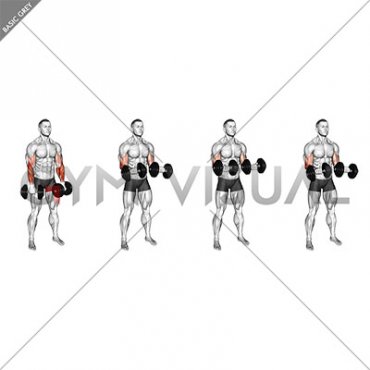 Dumbbell Standing Reverse Curl Rotate (male)