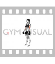 Dumbbell Reverse grip Biceps Curl (female)