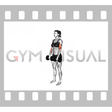 Dumbbell Reverse grip Biceps Curl (female)