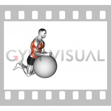 Stability Ball Rollout on Knees (male)