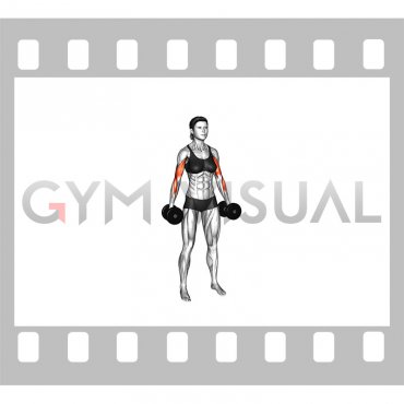 Dumbbell Standing Inner Biceps Curl (version 2) (female)