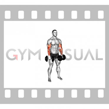 Dumbbell Standing Reverse Curl Rotate (male)