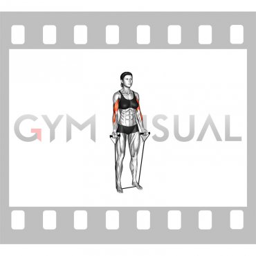 Band Standing Alternate Biceps Curl (female)