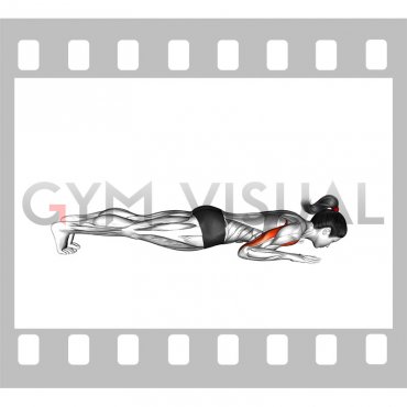 Push-up on Forearms (female)