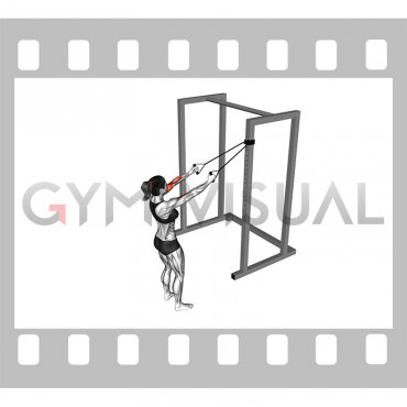 Band Cross Chest Biceps Curl (female)