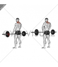 Barbell Shrug