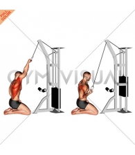 Cable One Arm Straight Back High Row (kneeling)