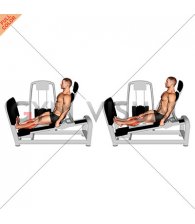 Lever Seated Calf Press (VERSION 2) (male)