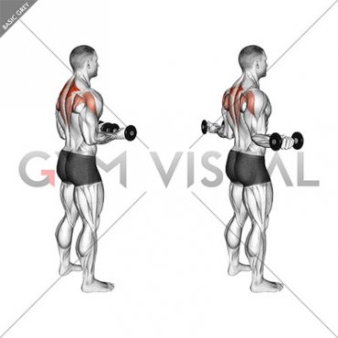 Dumbbell Standing Scapular External Rotation (male)