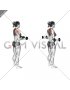 Dumbbell Standing Scapular External Rotation (female)