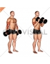 Dumbbell Hammer Curl (version 2)