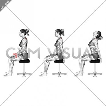 Sitting Scapular Adduction (female)