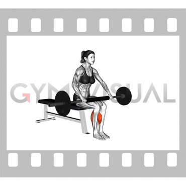 Barbell Seated Calf Raise (female)