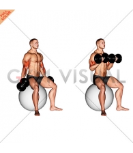 Dumbbell Seated Biceps Curl (on stability ball)