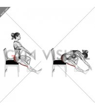 Seated Hamstring Stretch with Chair (female)