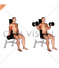 Dumbbell Seated Inner Biceps Curl