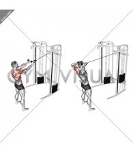 Cable Standing Supinated Face Pull (with rope)