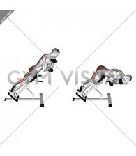 Dumbbell Hyperextension (male)