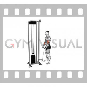 Cable Standing Reverse Grip Curl (Straight bar)