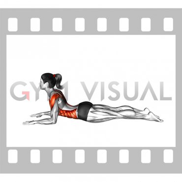 Sphinx Pose Twist (female)