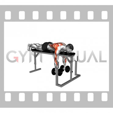 Dumbbell Lying Neutral Grip Row on Rack