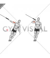 Ring One Arm Biceps Curl (male)