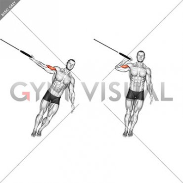 Ring One Arm Biceps Curl (male)