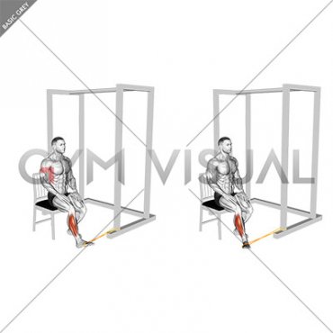 Resistance Band Seated Eversion Foot (male)