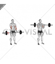 Barbell Standing Reverse Grip Curl