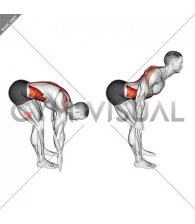 Bent Over Back Extension Scapular Adduction (male)