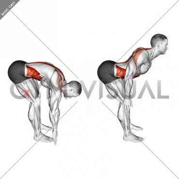 Bent Over Back Extension Scapular Adduction (male)