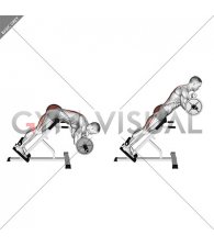 Barbell Zercher Back Extension (male)