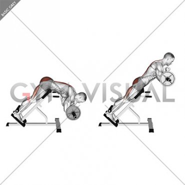 Barbell Zercher Back Extension (male)