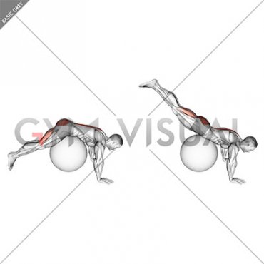 Reverse Hyperextension on Stability Ball (male)