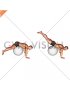 Reverse Hyperextension on Stability Ball (male)