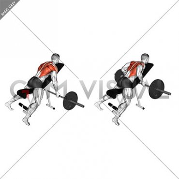 Barbell Reverse Grip Incline Bench Row